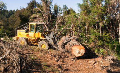 Overharvesting and habitat conversion is imperilling species Overharvesting and habitat conversion is imperilling species